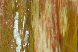 Colorful Petrified Wood (Araucarioxylon) Section - Arizona #132238-1